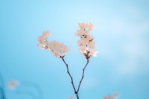 คลังภาพถ่ายฟรี ของ ดอกซากุระ, ดอกไม้ฤดูใบไม้ผลิ, วอลล์เปเปอร์ iphone