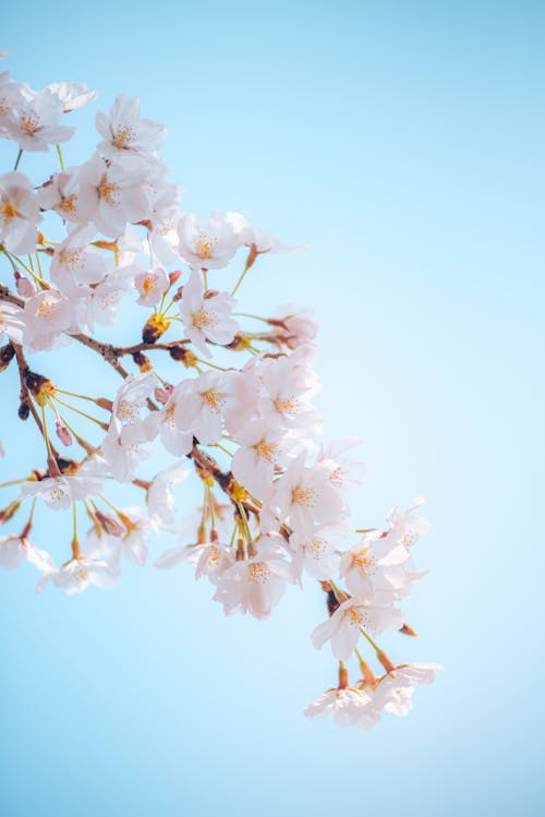 A close up of a cherry blossom branch