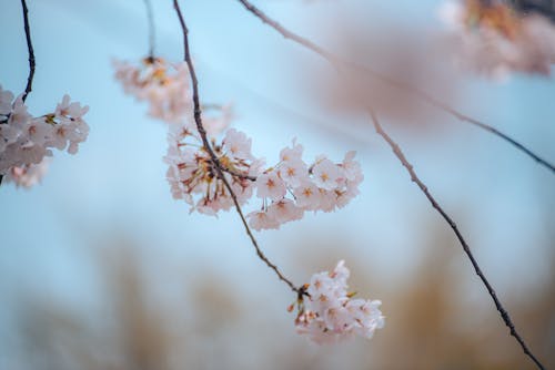 A close up of some cherry blossoms on a tree