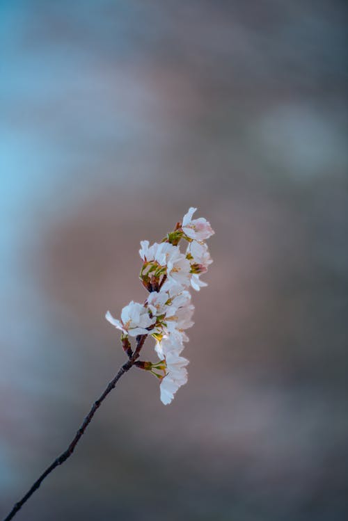 A single flower on a branch with blurred background