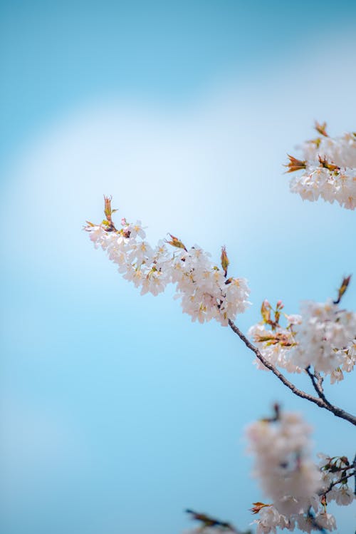 A close up of a cherry blossom tree against a blue sky