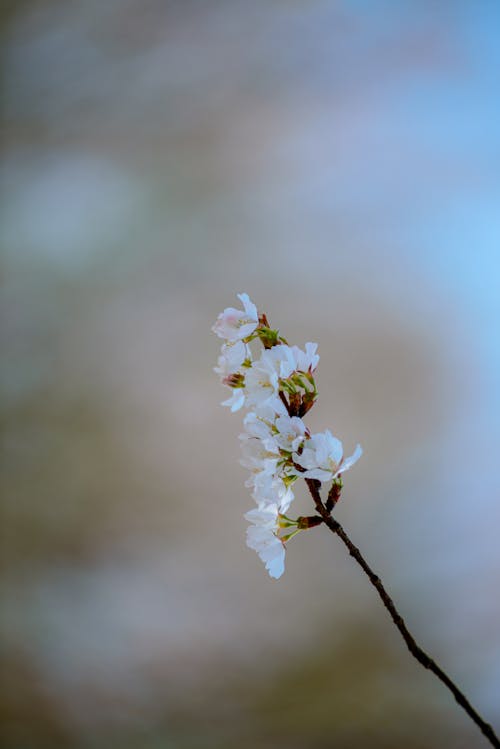 Бесплатное стоковое фото с apple, весенний цветок, ветвь