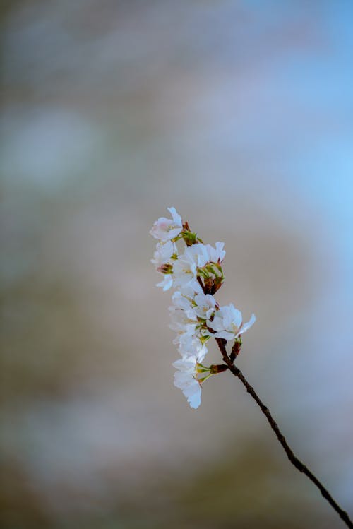 Free A close up of a small white flower on a branch Stock Photo