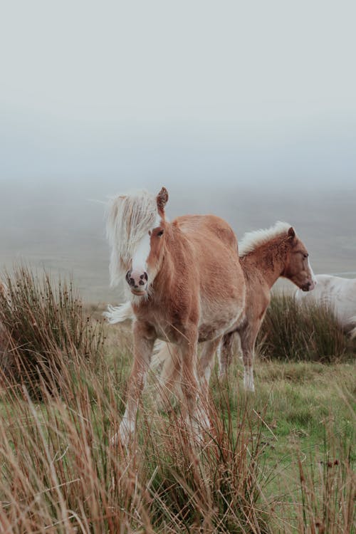 Foto stok gratis fokus selektif, kabut, kuda