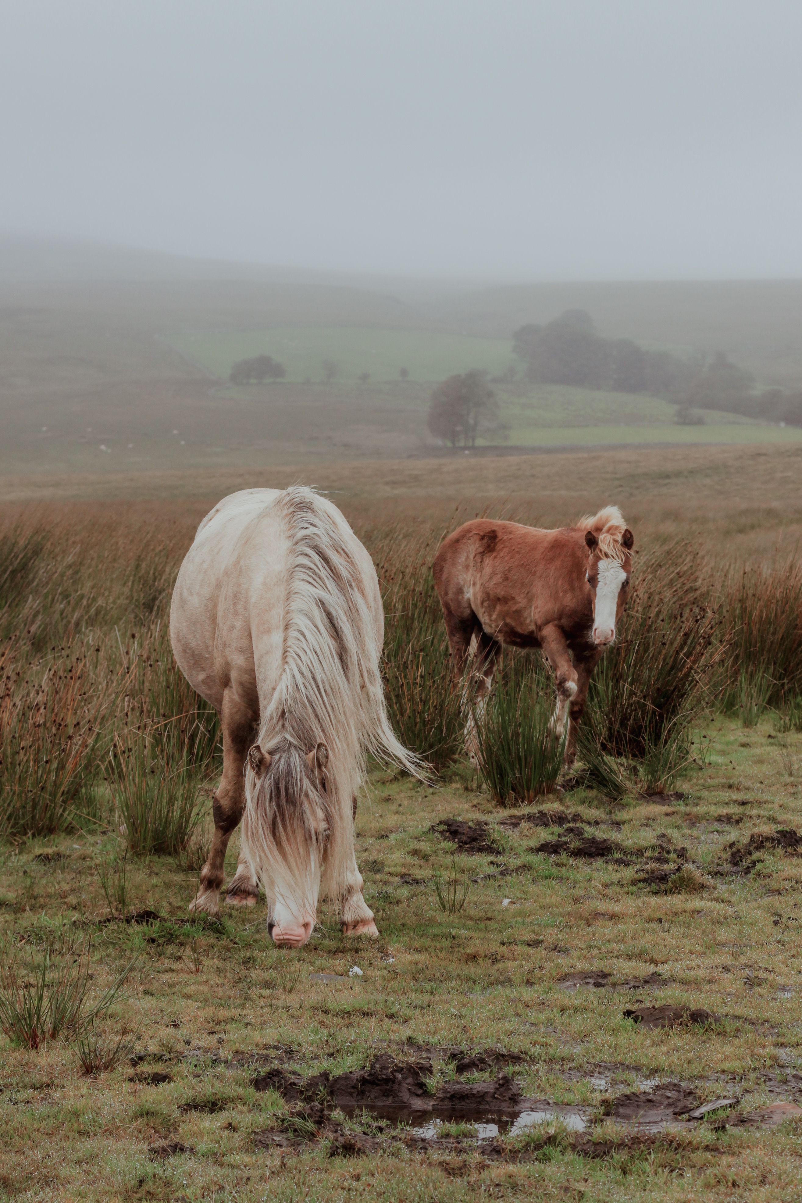White Horses Grazing Green Grass on a Pasture · Free Stock Photo