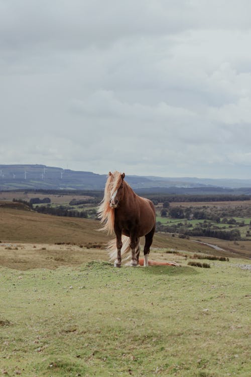 Fotobanka s bezplatnými fotkami na tému dedinský, kôň, lúka