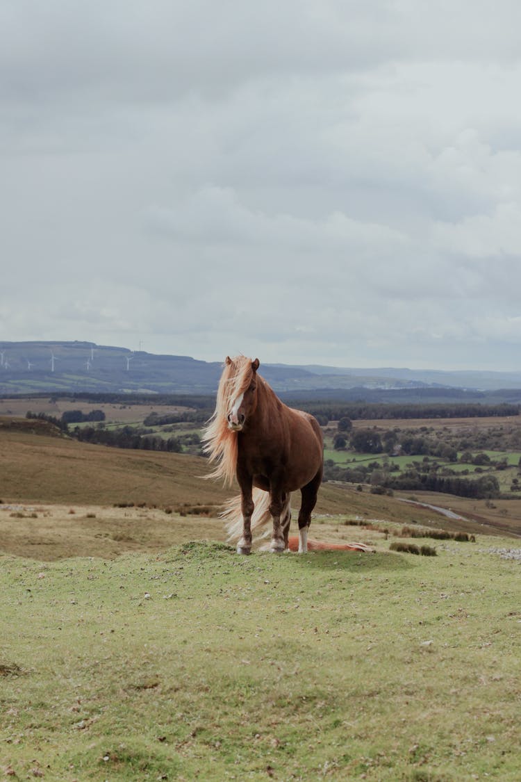 Horse On Pasture