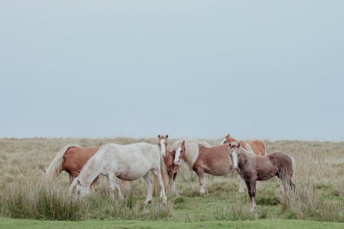 Darmowe zdjęcie z galerii z konie, pasący się, stado