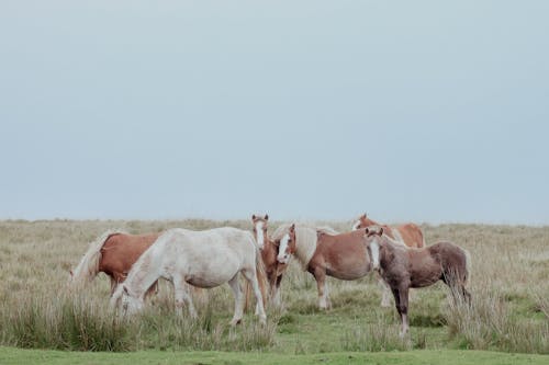 A group of horses grazing in a field