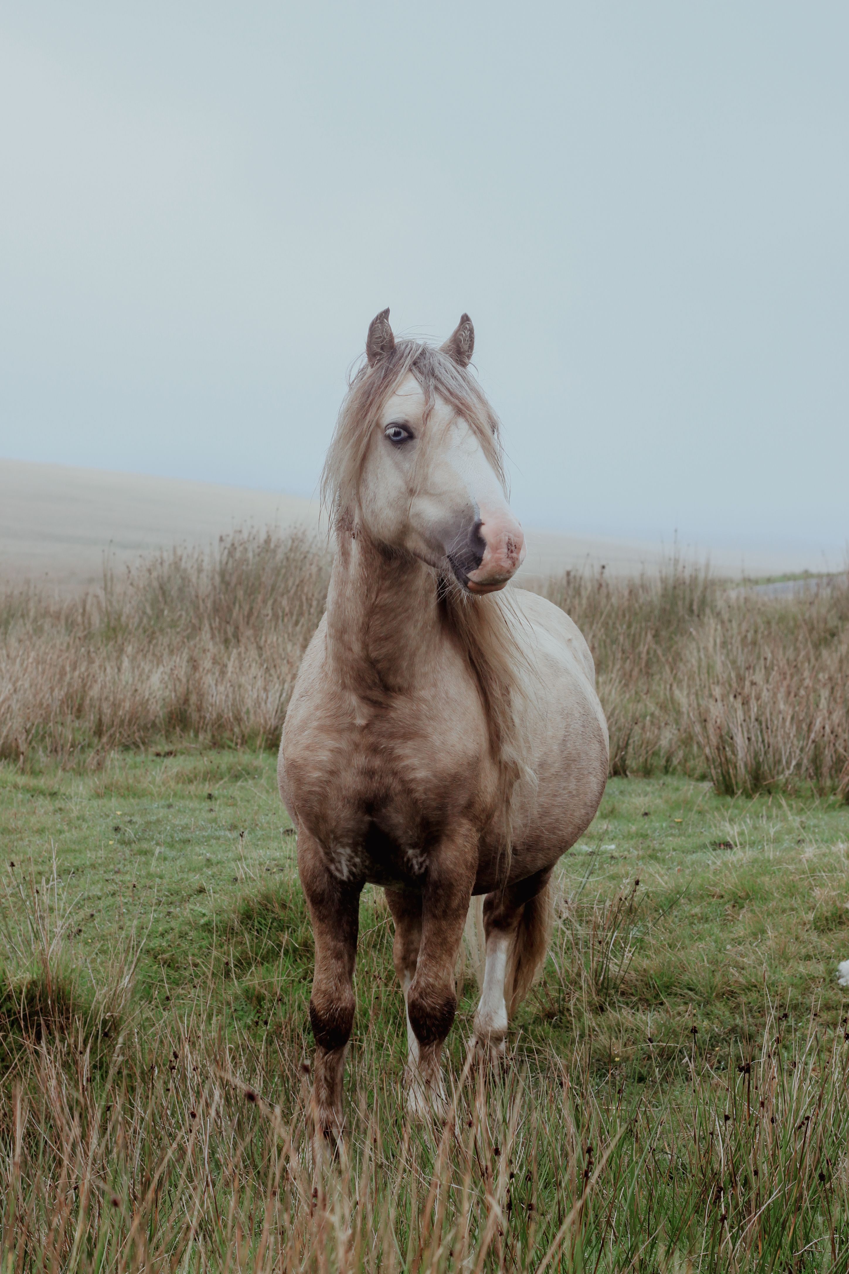 Brown and White Horse on Green Grass Field · Free Stock Photo