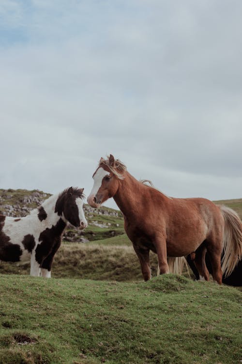 คลังภาพถ่ายฟรี ของ ทุ่งปศุสัตว์, ม้า, ม้าขนาดเล็ก