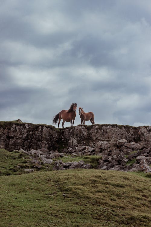 Two horses standing on top of a hill