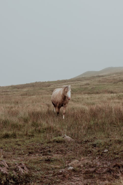 A horse is walking through a field on a cloudy day