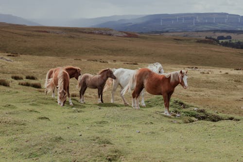 A group of horses are walking in a field