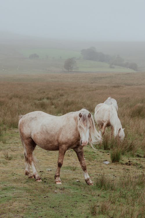 Two horses standing in a field with fog