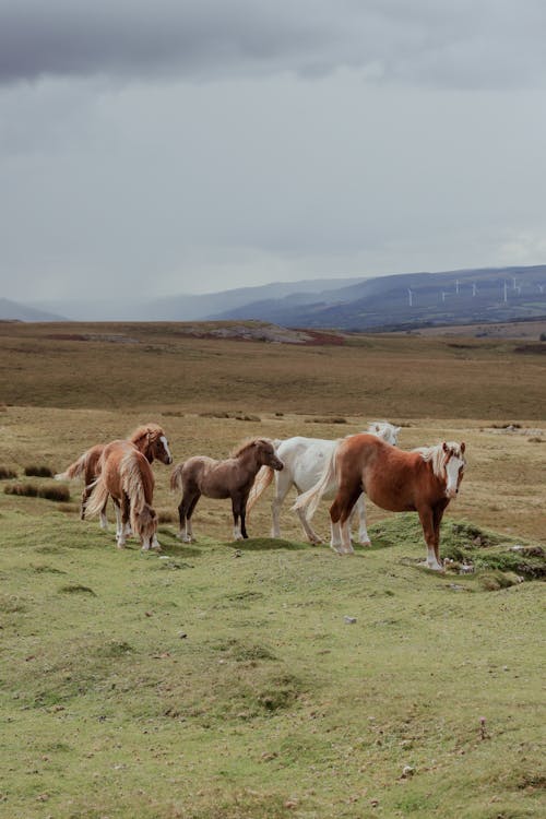 A group of horses are walking on a grassy field
