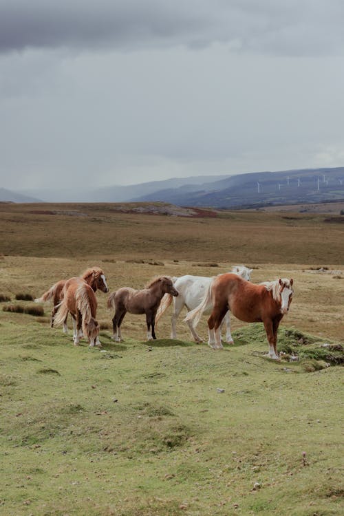 Gratis stockfoto met beesten, gras eten, grasland