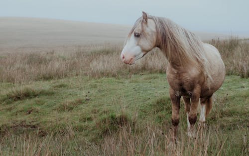 Základová fotografie zdarma na téma fotografování zvířat, hospodářská zvířata, kůň