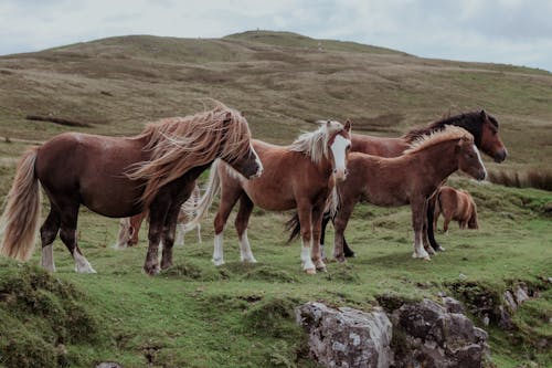 A group of horses standing on a hillside