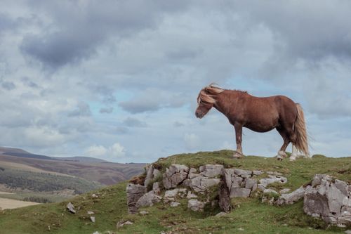 Free A majestic horse stands on a rocky hill against a backdrop of dramatic clouds and open grasslands. Stock Photo