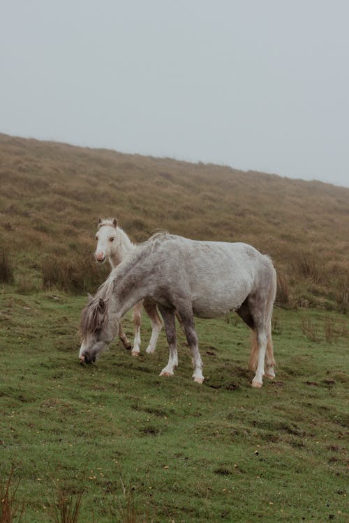 Two horses grazing in a field on a foggy day