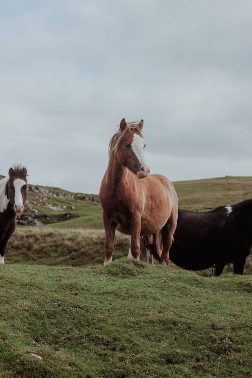 Foto d'estoc gratuïta de animals, cavalls, natura