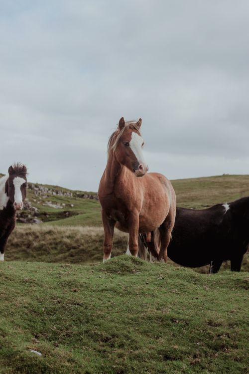 Free Majestic horses grazing peacefully in a green pasture with distant hills under a cloudy sky. Stock Photo
