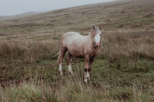 A horse standing in a field with grass