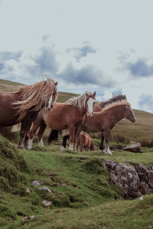 一群動物, 丘陵, 吃草 的 免費圖庫相片