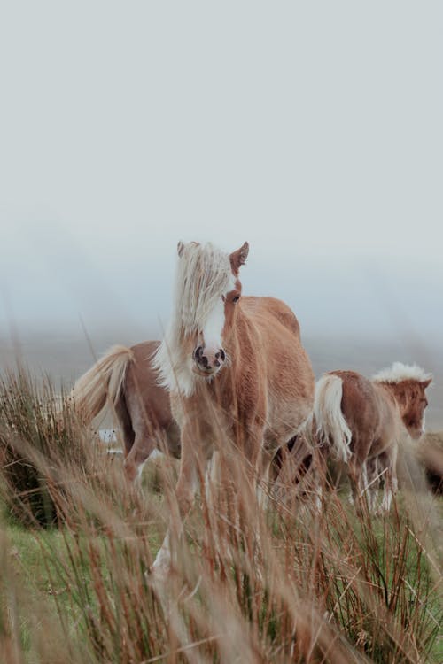 A group of horses standing in tall grass