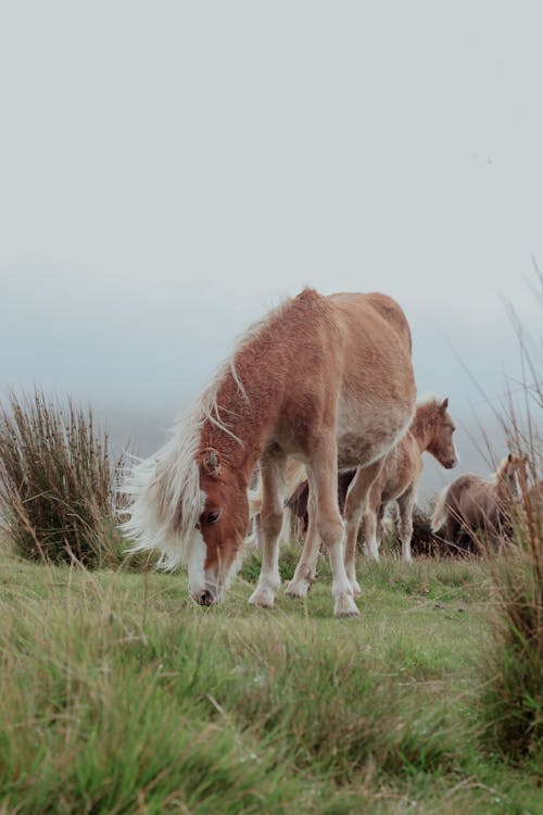 Základová fotografie zdarma na téma fotografování zvířat, hospodářská zvířata, krmení