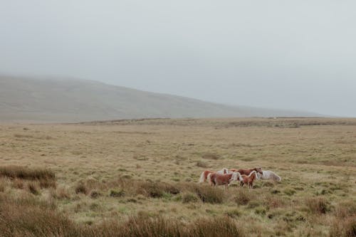 A herd of cows in a field with a cloudy sky