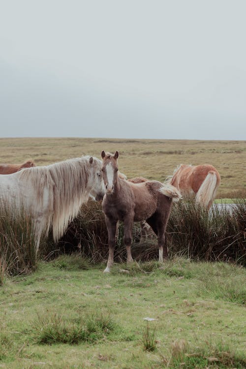atlar, büyükbaş hayvan sürüsü, çimenlik içeren Ücretsiz stok fotoğraf
