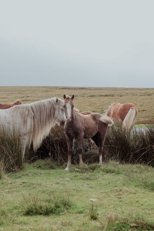 A group of horses standing in a field