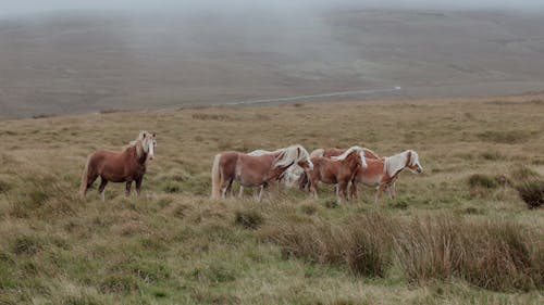 Foto d'estoc gratuïta de bestiar, camp, cavalls