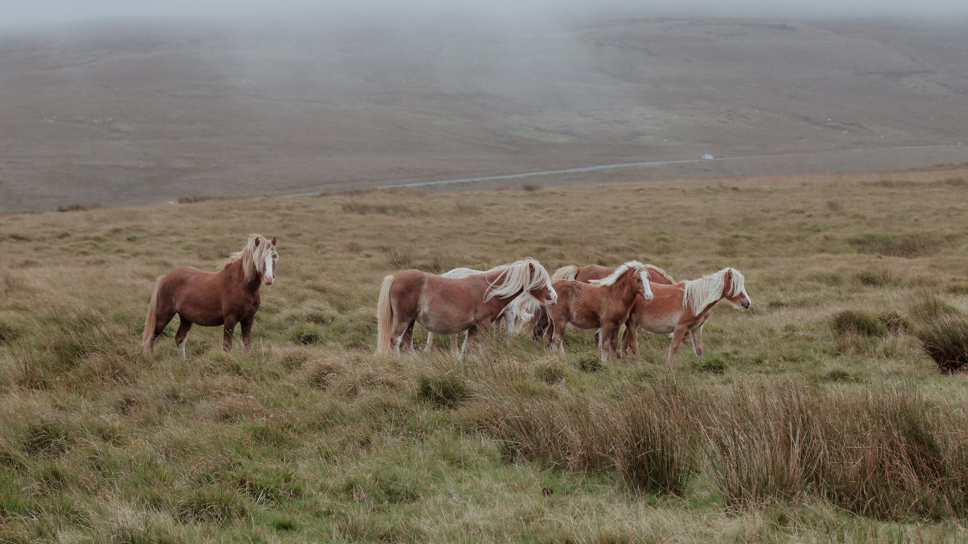 A group of wild horses grazing in a foggy meadow, showcasing rural nature and serenity.