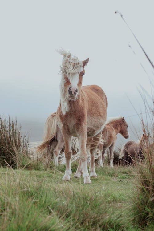 A horse standing in the grass with its mane blowing in the wind