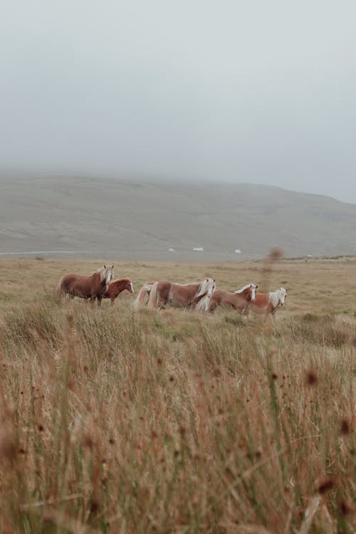 Horses in a field with fog in the background