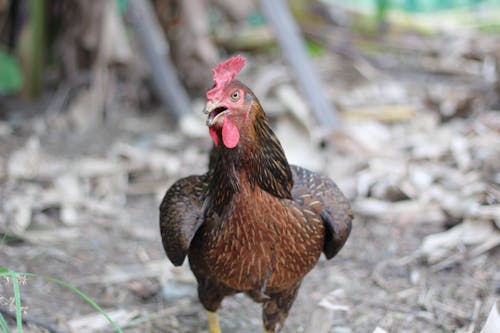 Fotobanka s bezplatnými fotkami na tému selektívne zaostrenie, vták, yard