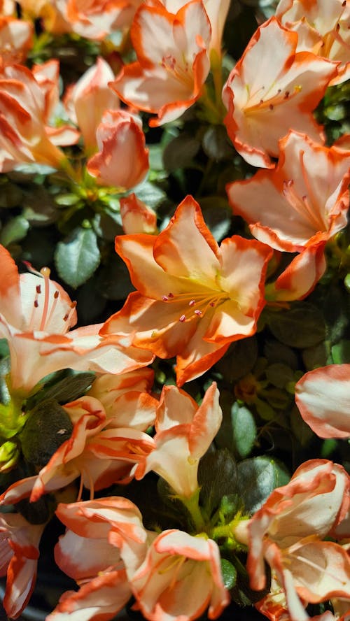 Foto profissional grátis de fechar-se, floração, flores cor-de-rosa