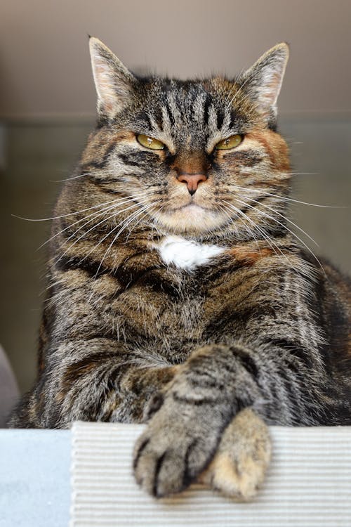 Free Low Angle Shot of a Tabby Cat Stock Photo