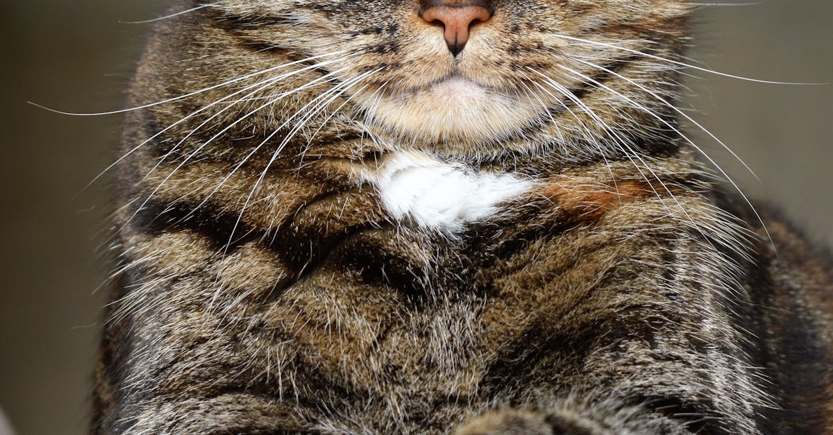 Do cat eyes dilate before they die