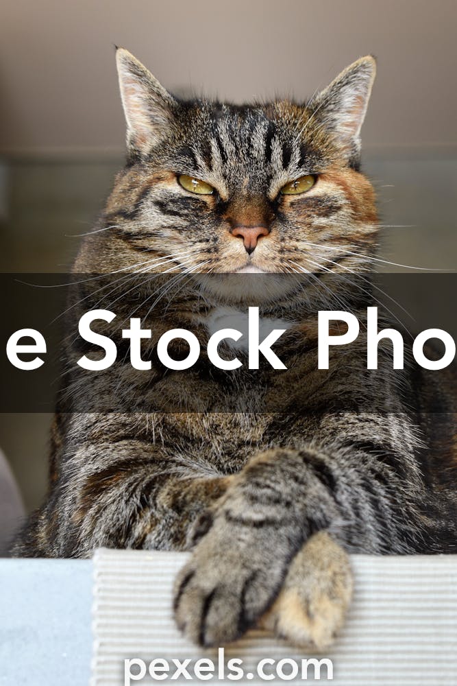 34,664 Angry Cat Stock Photos - Free & Royalty-Free Stock Photos