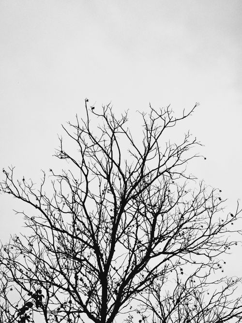 Free Minimalist silhouette of bare tree branches against a grey sky in monochrome. Stock Photo