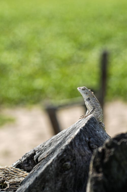 Kostnadsfri bild av djurfotografi, natur, naturfotografering