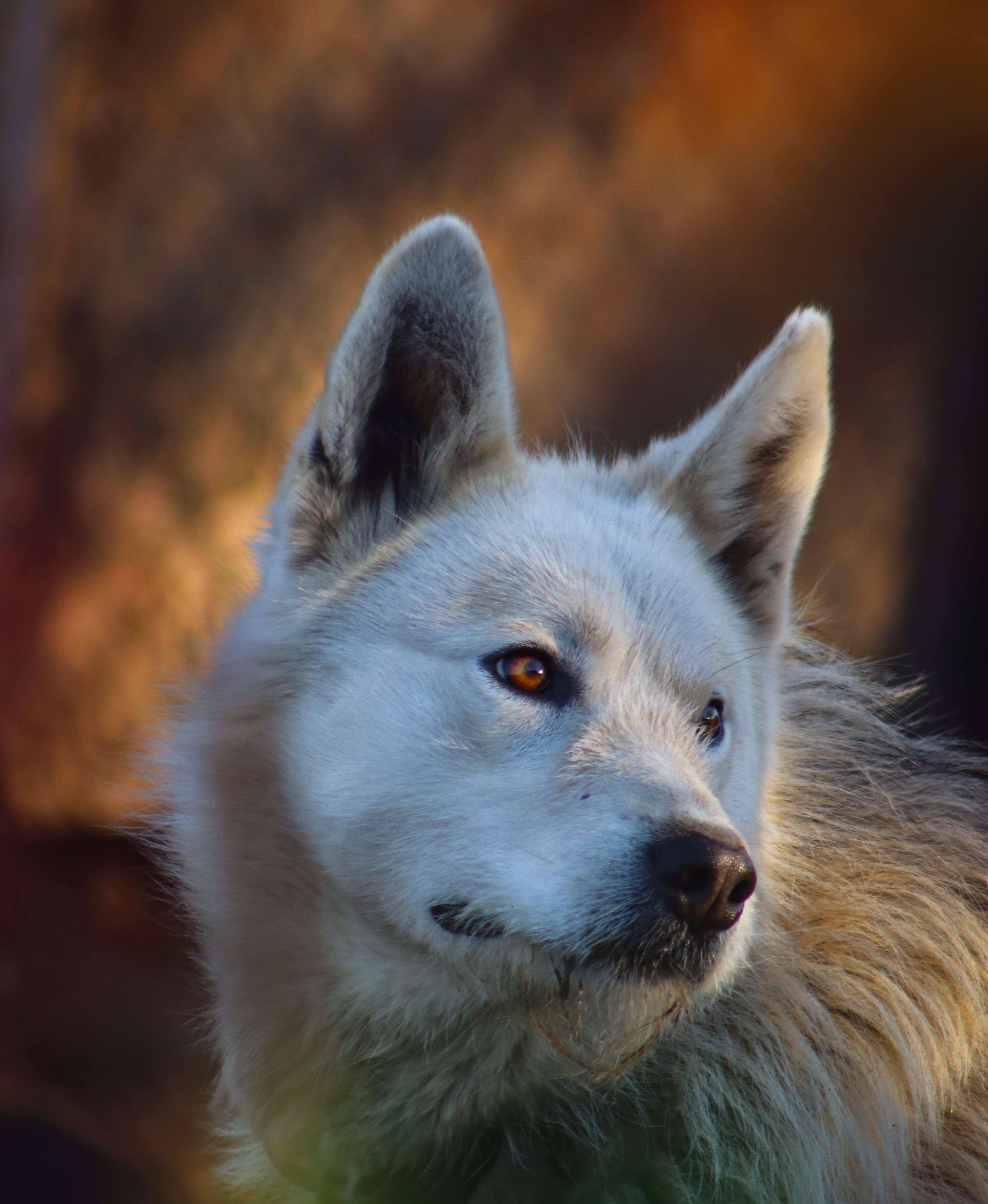 A captivating close-up of an Arctic Wolf showing its distinctive white fur and intense gaze.