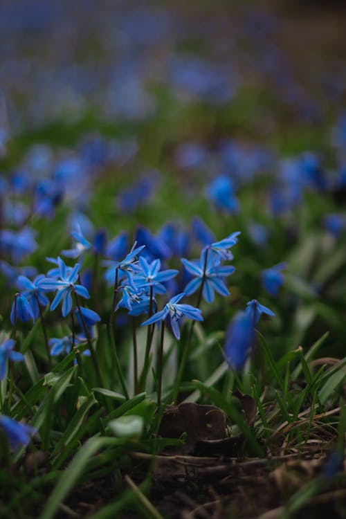 Бесплатное стоковое фото с scilla siberica, вертикальный выстрел, выборочный фокус