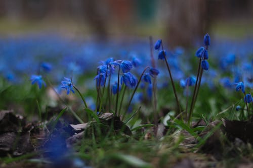 Ingyenes stockfotó fa squill, gyár, kék virágok témában