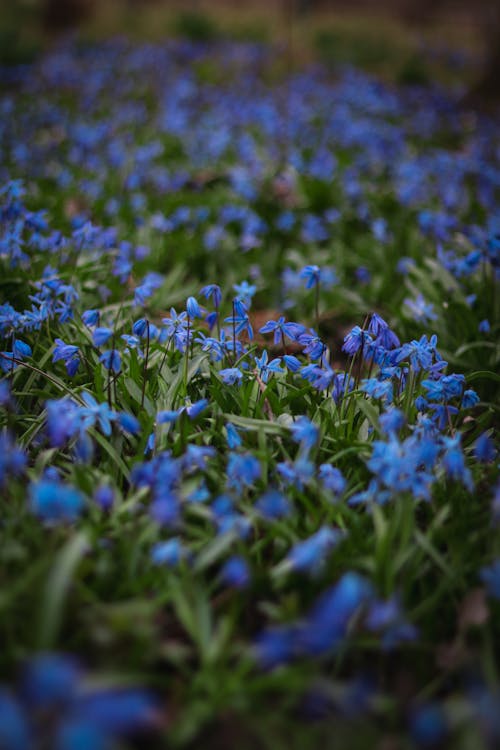 Gratis arkivbilde med blå, blomster, landlig