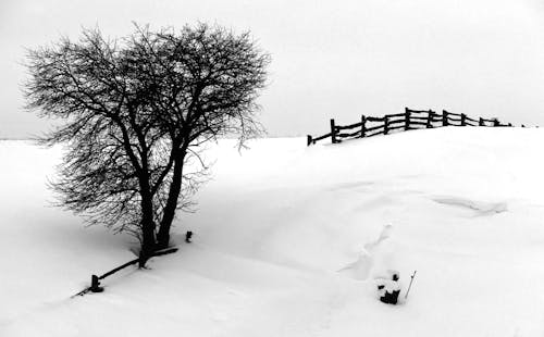 Foto profissional grátis de árvore, árvore nua, branca de neve